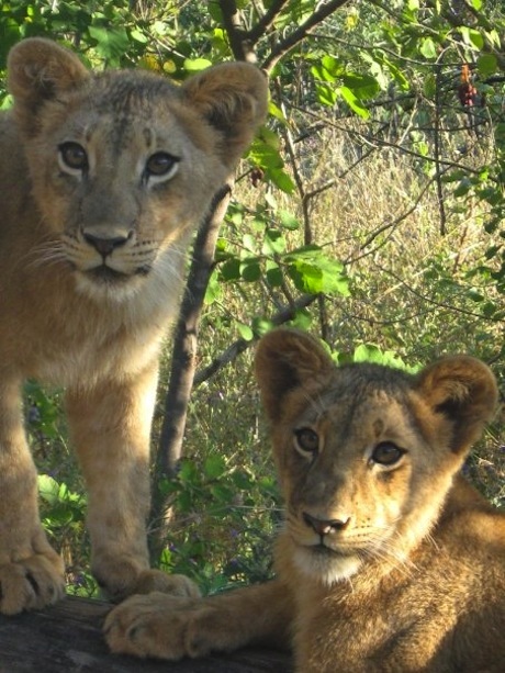 Young Lion cubs at The Grumeti Reserve
